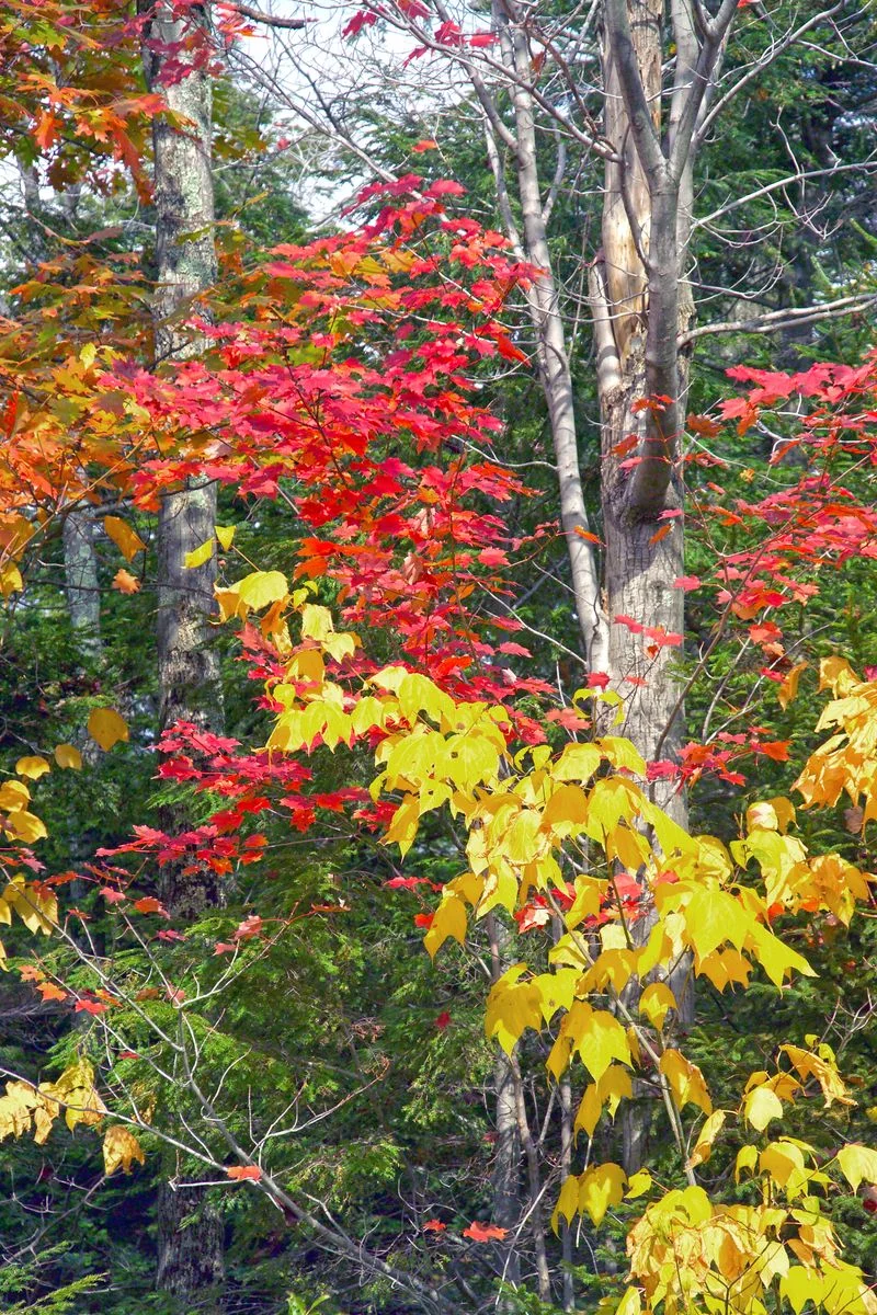 Mùa thu lá phong rực rỡ tại Vermont - cảnh đẹp du lịch Mỹ