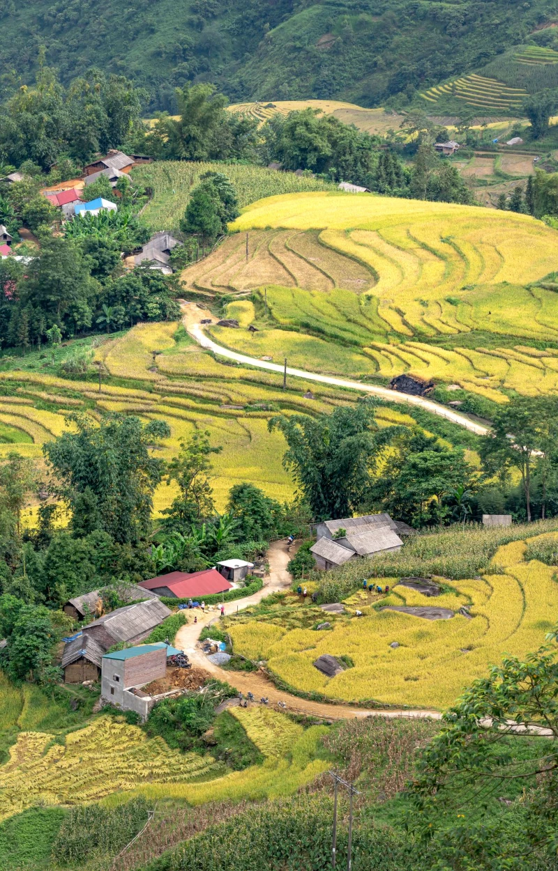 Ruộng bậc thang Việt Nam mùa lúa chín vàng óng